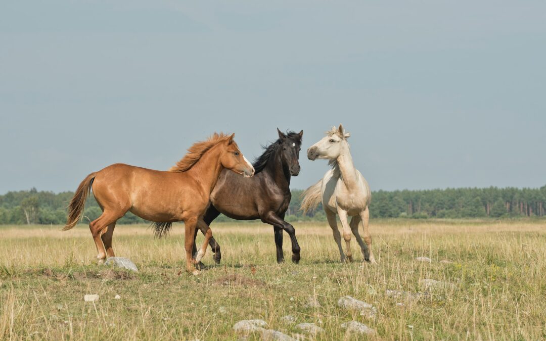 Maximize Your Horse Breeding Investment: Top Tax Benefits and Free Assessment Offer!